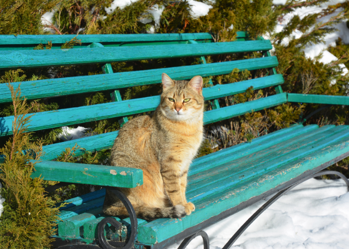 What To Do If Your Indoor Cat Gets Outside