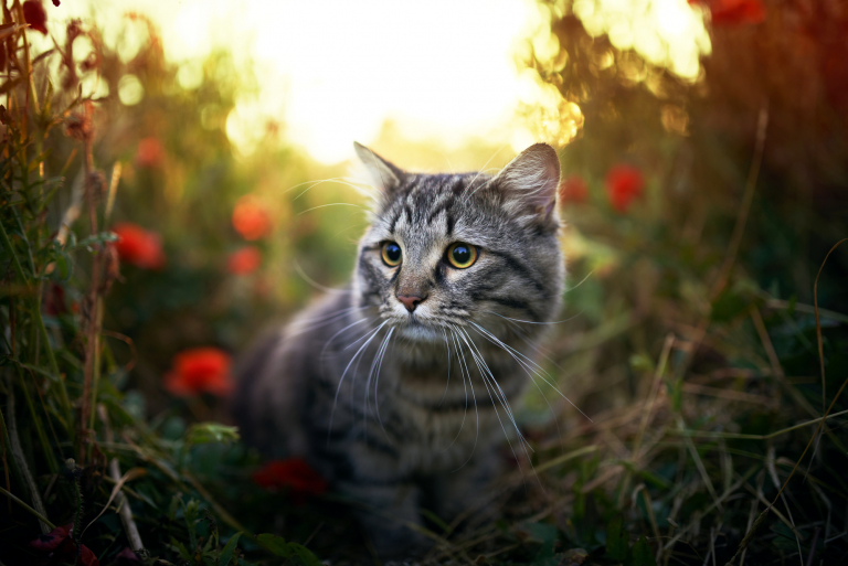 What To Do If Your Indoor Cat Gets Outside