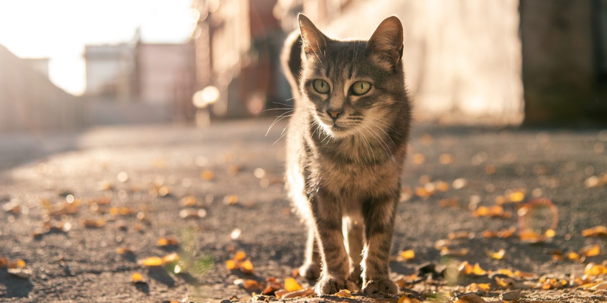 Do Cats Remember Being Abandoned? - All About Cats