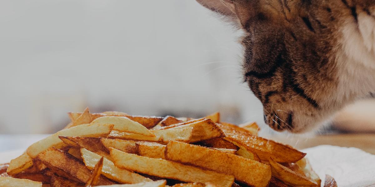 can cats eat french fries feature
