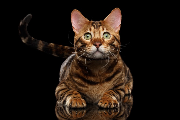 ¿Por qué los gatos son tan flexibles? Un veterinario explica