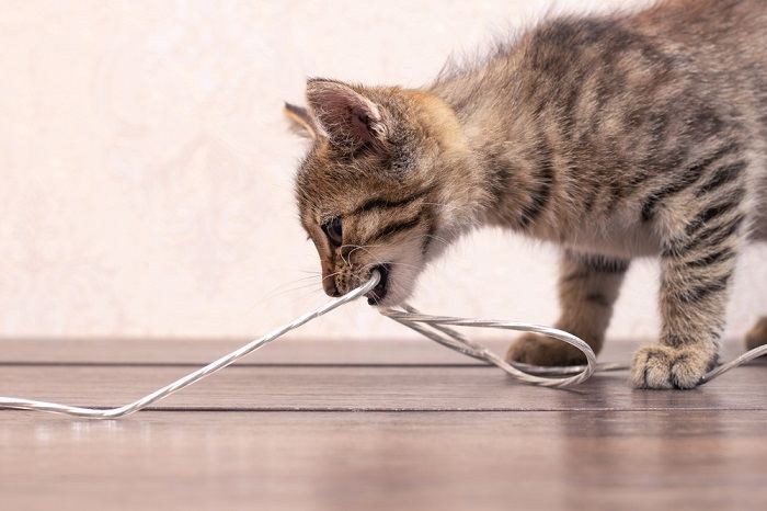 How To Prevent A Cat From Chewing Electrical Cords - All About Cats
