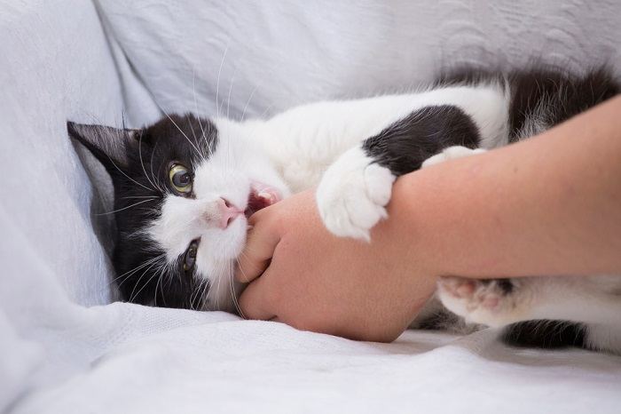 What Should You Do If Your Cat Bites You Compressed, The Cat 24