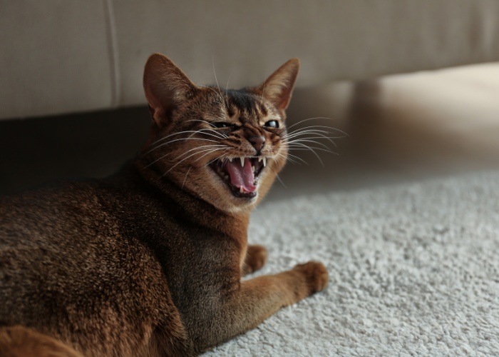 Cat Meowing Angry Compressed, The Cat 24