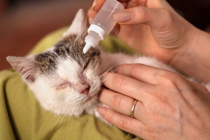 aplicar medicamentos para los ojos de gato usando gotas para los ojos