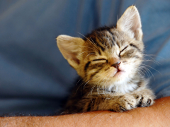 facts about kittens
