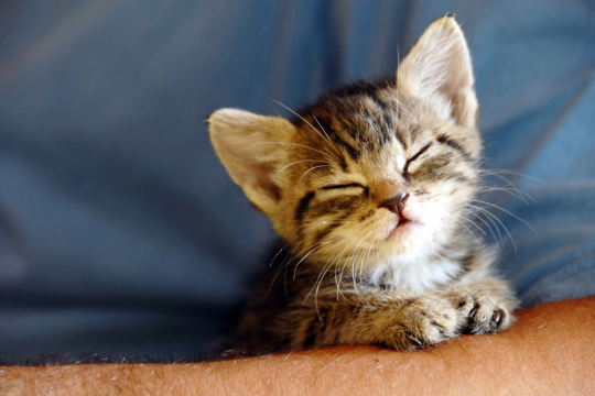 21 Purrfect Facts About Kittens