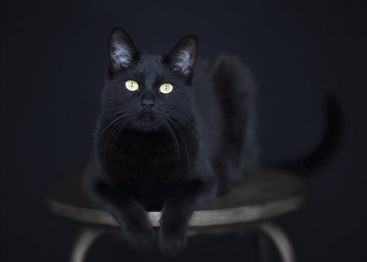 spiritual meaning of black cats