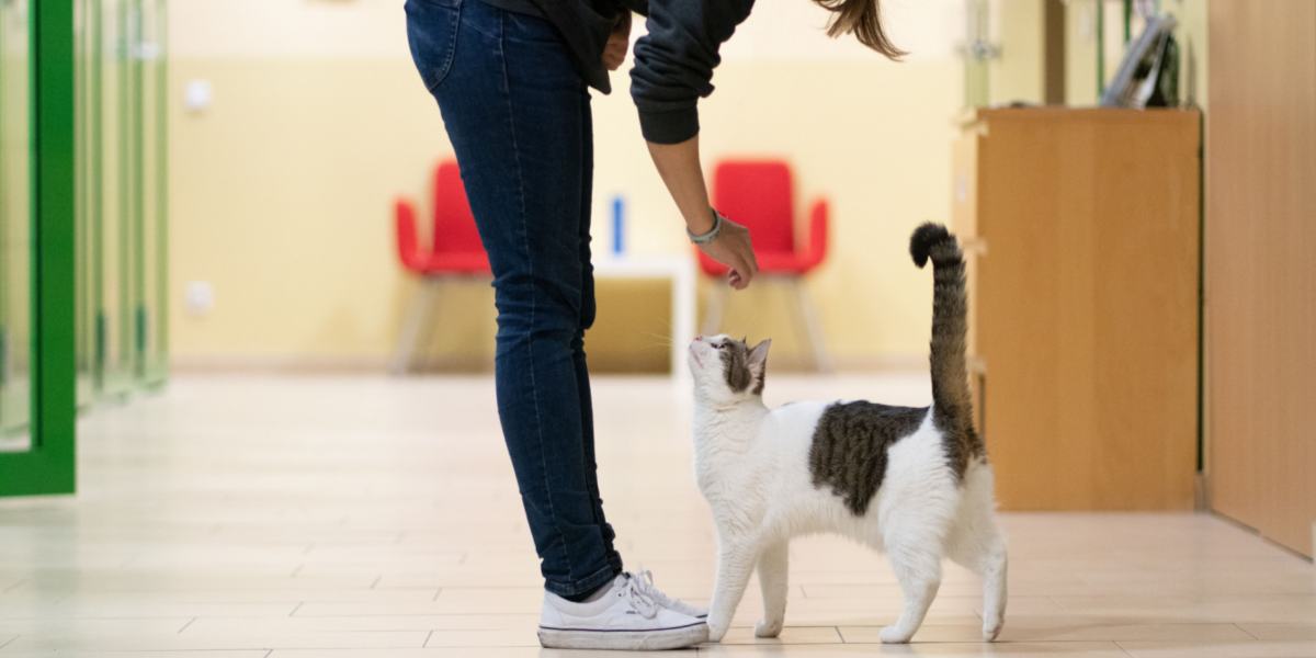 ¿Qué atención necesitan los gatos? Un veterinario explica