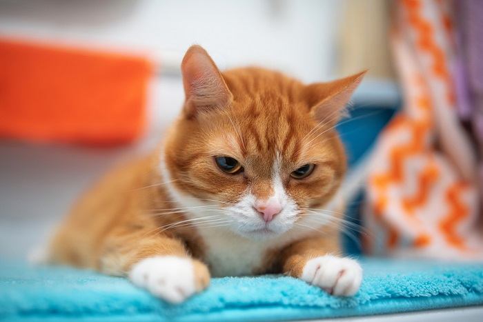 gato tirado en la alfombra del baño