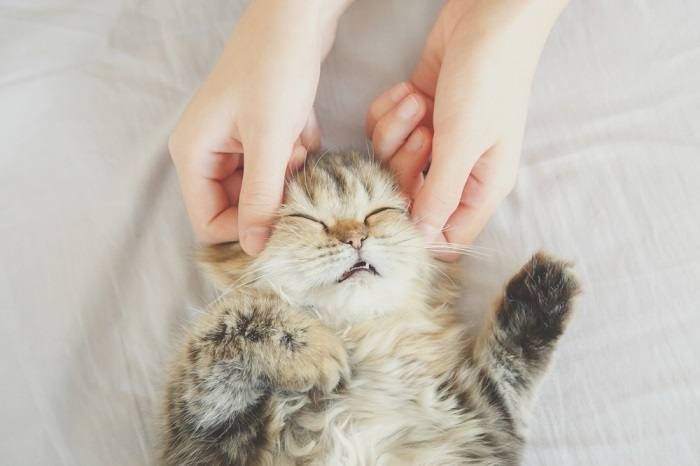 chiropractic treatment for cats