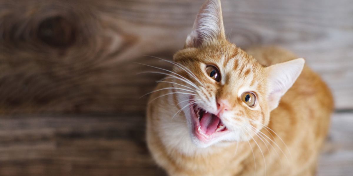 Happy orange tabby showing their mouth