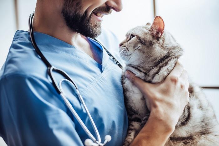 gato y veterinario-comprimido