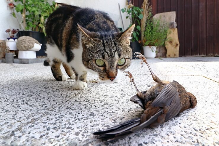 ¿Qué significa cuando un gato te trae un ratón muerto?