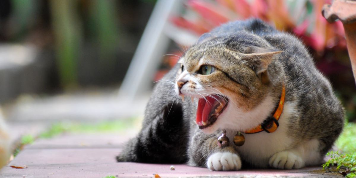 ¿Por qué los gatos lloran cuando se aparean?