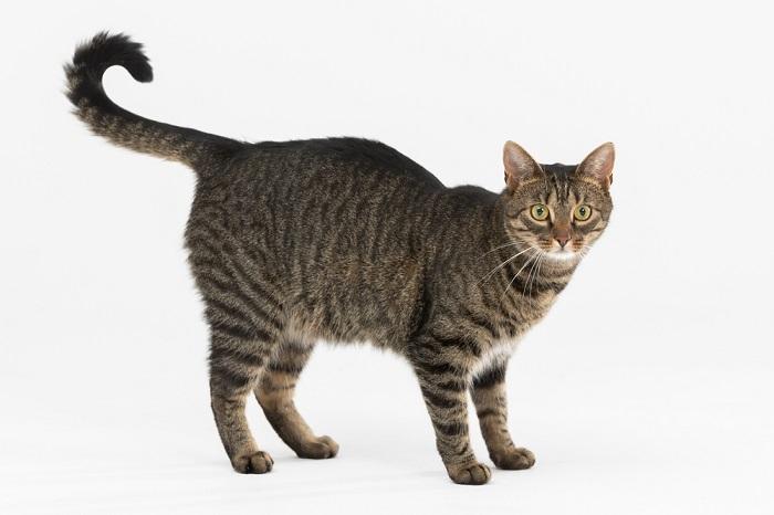 what does it mean when cats wag their tail