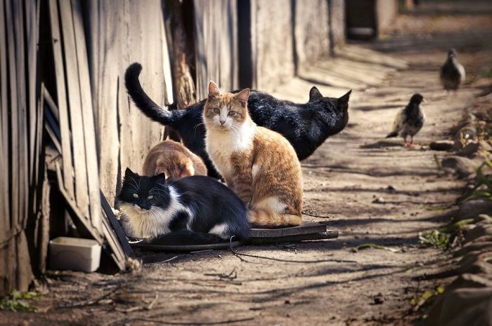 facts about feral cats