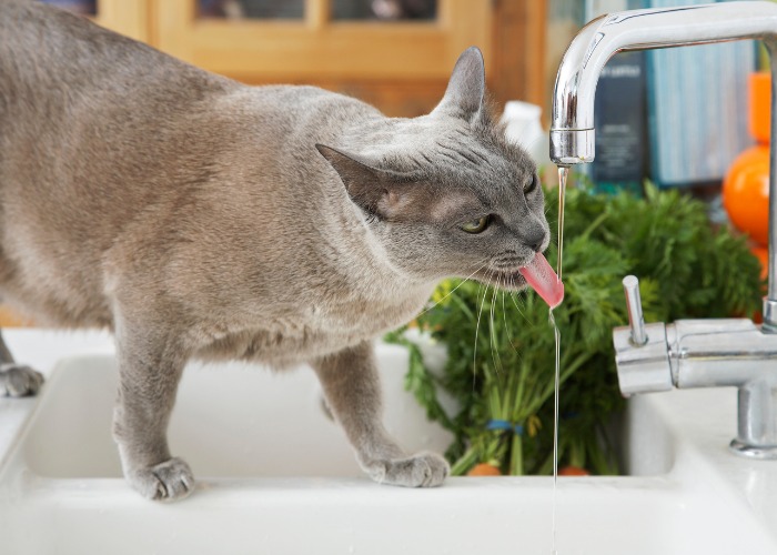 Gray Cat Drinking From Faucet Compressed, The Cat 24