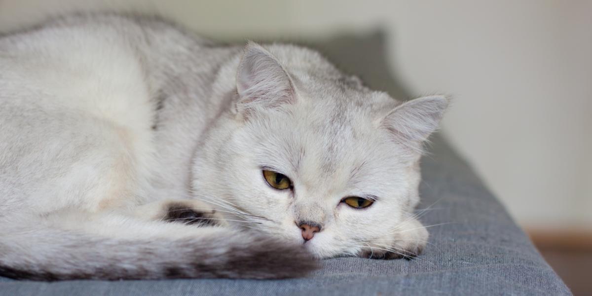 Letargo repentino en gatos: Causas y tratamiento