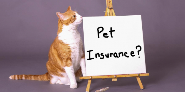 What Is Pet Health Insurance?