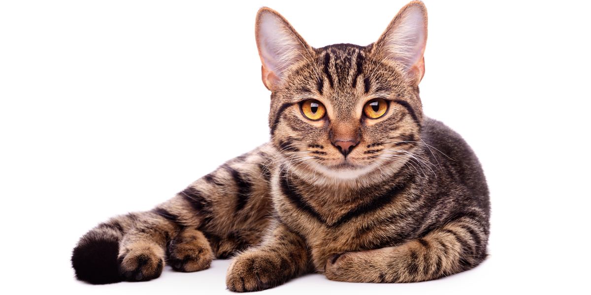 160 Striped Cat Names Ideas For Your New Pet