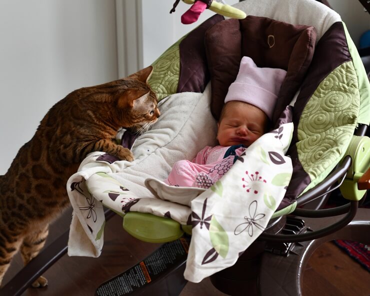 CAT WITH NEW BABY, The Cat 24