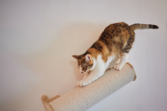 Cat Scratching Post Wall Mounted Compressed, The Cat 24