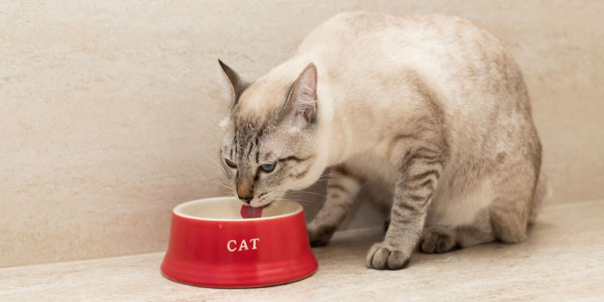 How To Stop Your Cat From Spilling Water Bowl Compressed, The Cat 24