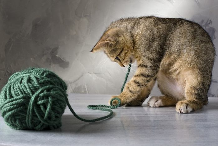 why do cats like playing with string