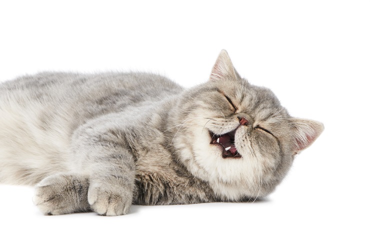 ¿Por qué bostezan los gatos? Un veterinario explica