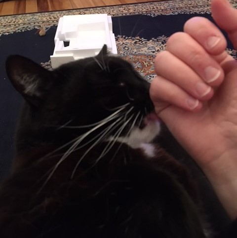 Simba Usually Licks My Hand Before He Gives Me A Love Bite, The Cat 24