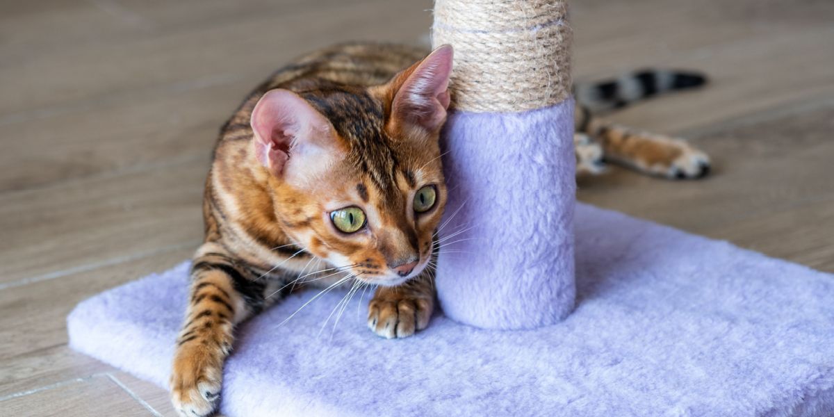 Bengal Cat Scratching Post Compressed, The Cat 24