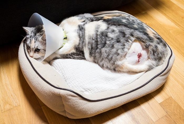 Cat After Surgery With Wound In Leg Compressed, The Cat 24