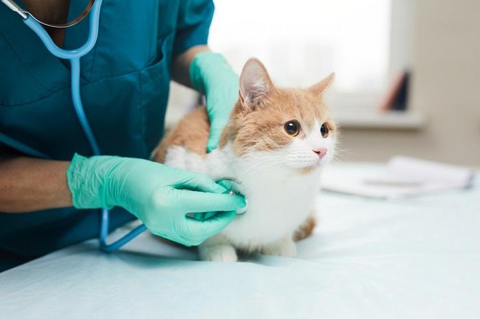 cat and vet-compressed