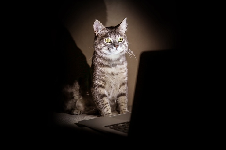 ¿Por qué los gatos se sientan en las computadoras portátiles? Un veterinario explica
