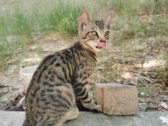 Cat sticking tongue out repeatedly