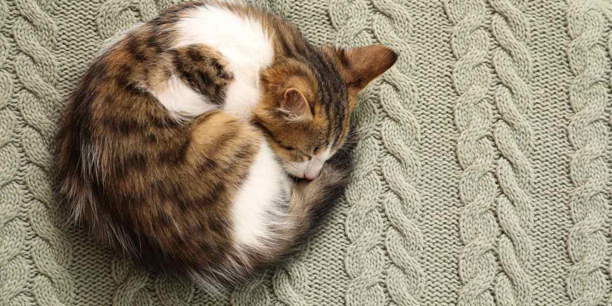 Why Do Cats Curl Into Balls When Sleeping? A Veterinarian Explains - All About Cats