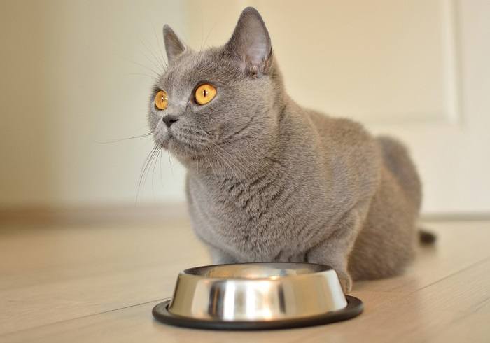 Cat Eat In Food Bowl Compressed, The Cat 24