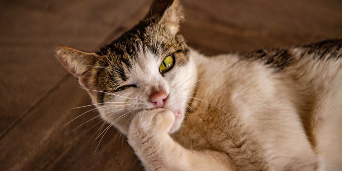 Why Do Cats Chew On Their Nails - All About Cats