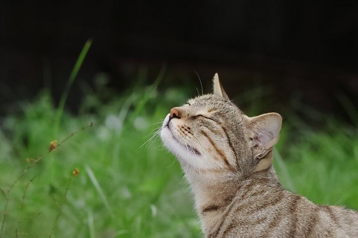 Cat Nose Cat Smelling Nature Compressed, The Cat 24