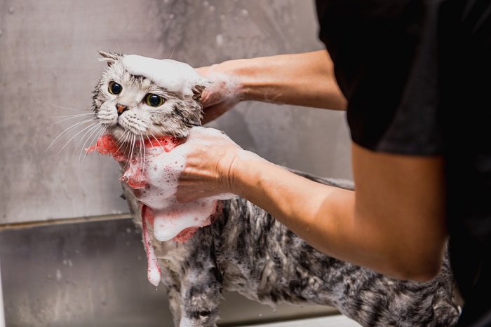 Cat Shampoo, The Cat 24