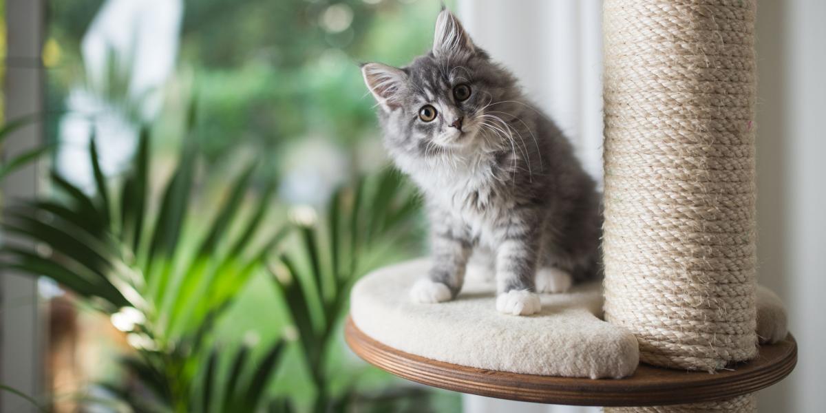 How To Get A Cat To Use A Cat Tree In 6 Simple Steps - All About Cats
