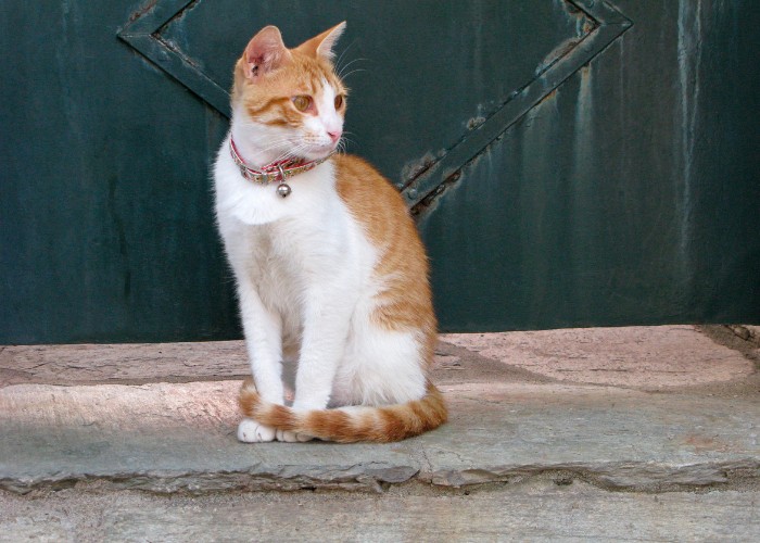 Cat With Bell On Collar Compressed, The Cat 24