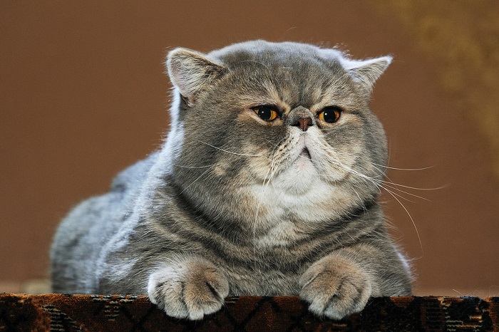 10 datos interesantes sobre los bigotes de gato que quizás no conocías