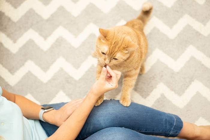 Cat eating a little treat from owner's hand