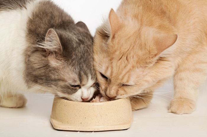 Two Cat One Bowl Compressed, The Cat 24