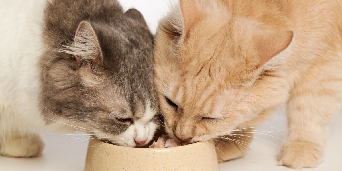 Two Cats Eating Cat Food Compressed, The Cat 24