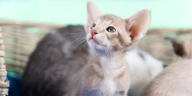 Single Kitten Syndrome: What Is It?