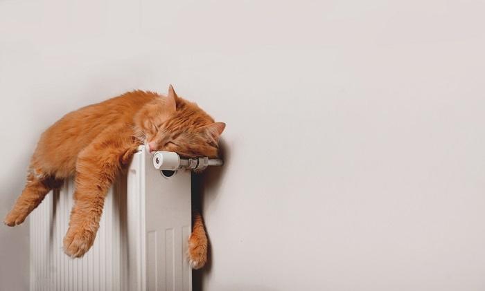 Ginger Cat Is Sleeping On Radiator Compressed, The Cat 24
