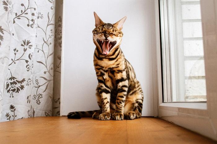 Bengal Cat Yawn Compressed, The Cat 24